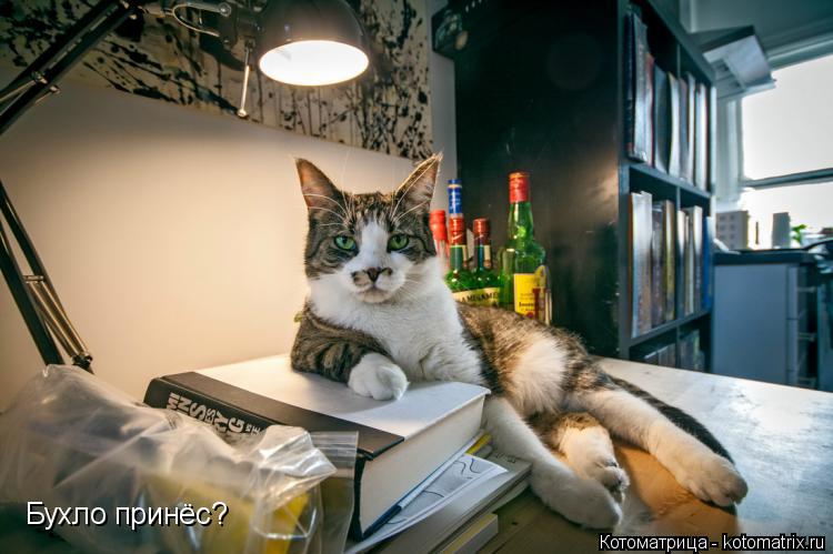 Бухло принёс?... Котоматрица: Бухло принёс?