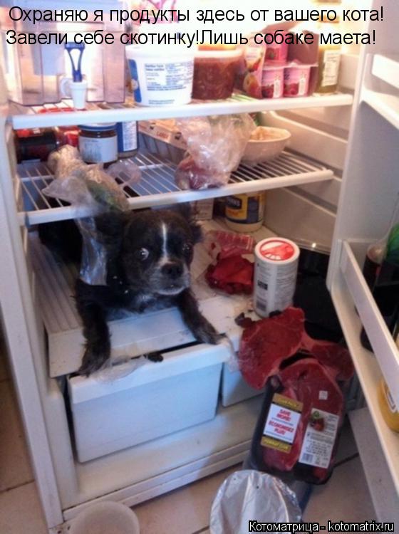 Завели себе скотинку!Лишь собаке маета! Охраняю я продукты здесь от вашего кота!... Котоматрица: Завели себе скотинку!Лишь собаке маета! Охраняю я продукты здесь от вашего кота!