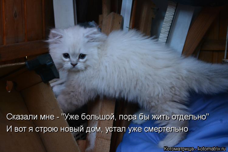 Сказали мне - "Уже большой, пора бы жить отдельно" И вот я строю новый дом, устал уже смертельно... Котоматрица: Сказали мне - "Уже большой, пора бы жить отдельно" И вот я строю новый дом, устал уже смертельно