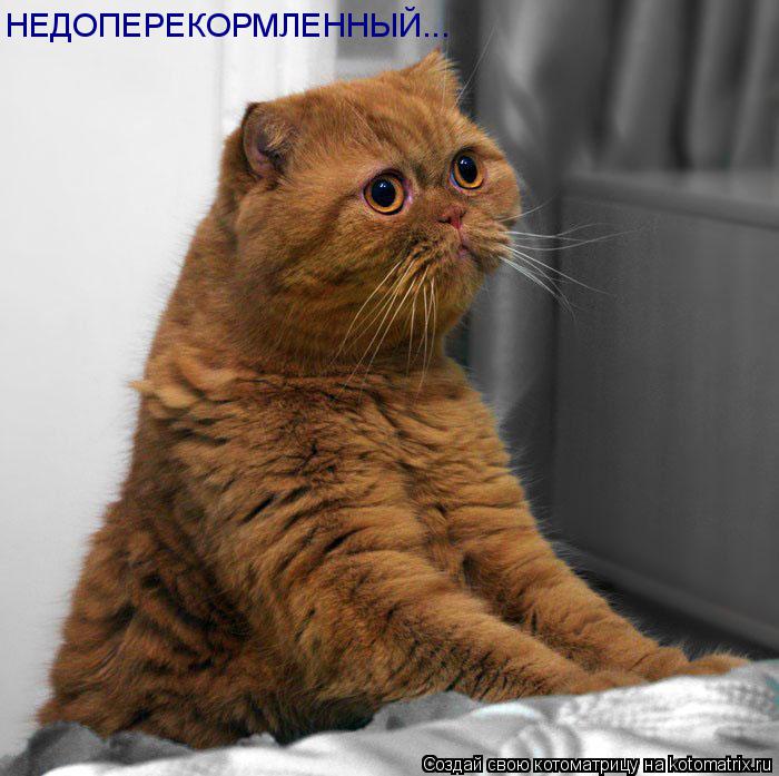 НЕДОПЕРЕКОРМЛЕННЫЙ...... Котоматрица: НЕДОПЕРЕКОРМЛЕННЫЙ...