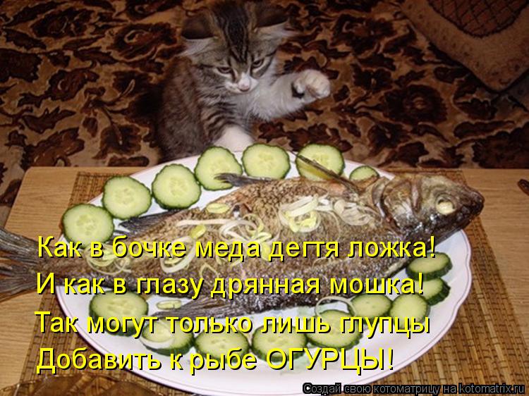 Котоматрица: Как в бочке меда дегтя ложка! И как в глазу дрянная мошка! Так могут только лишь глупцы Добавить к рыбе ОГУРЦЫ!