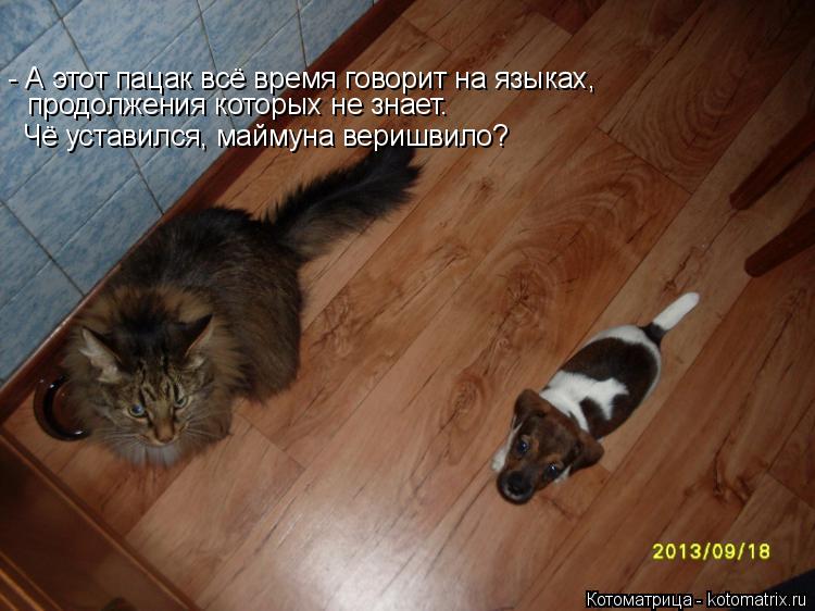 Котоматрица: - А этот пацак всё время говорит на языках,  продолжения которых не знает.  Чё уставился, маймуна веришвило?