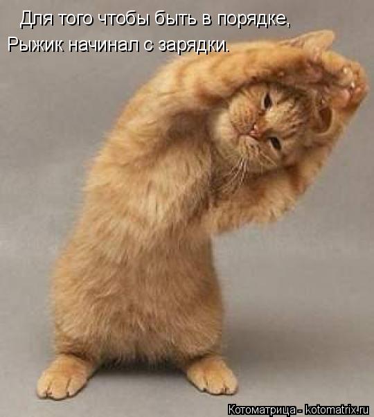 Для того чтобы быть в порядке, Рыжик начинал с зарядки.... Котоматрица: Для того чтобы быть в порядке, Рыжик начинал с зарядки.