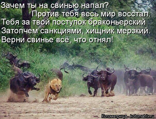 Зачем ты на свинью напал? Против тебя весь мир восстал. Тебя за твой поступок браконьерский Затопчем ... Котоматрица: Зачем ты на свинью напал? Против тебя весь мир восстал. Тебя за твой поступок браконьерский Затопчем санкциями, хищник мерзкий. Верни свинь