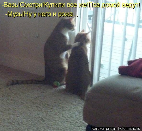 -Мусь!Ну у него и рожа... -Вась!Смотри!Купили все же!Пса домой ведут!... Котоматрица: -Мусь!Ну у него и рожа... -Вась!Смотри!Купили все же!Пса домой ведут!