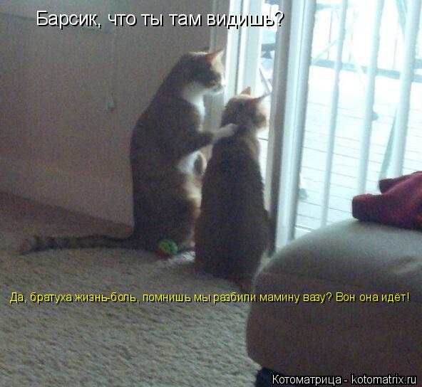 Барсик, что ты там видишь? Да, братуха жизнь-боль, помнишь мы разбили мамину вазу? Вон она идёт! Да, ... Котоматрица: Барсик, что ты там видишь? Да, братуха жизнь-боль, помнишь мы разбили мамину вазу? Вон она идёт! Да, братуха жизнь-боль, помнишь мы разбили мам