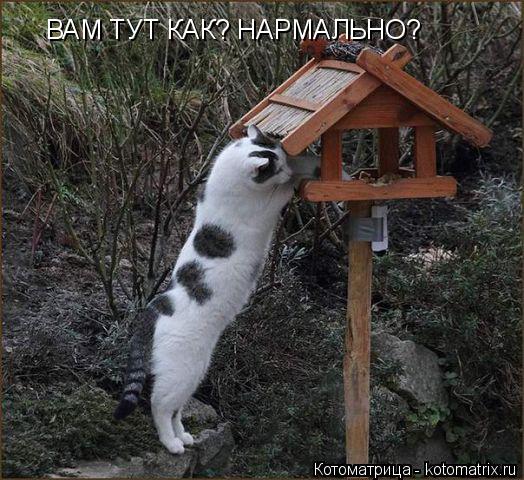ВАМ ТУТ КАК? НАРМАЛЬНО?... Котоматрица: ВАМ ТУТ КАК? НАРМАЛЬНО?