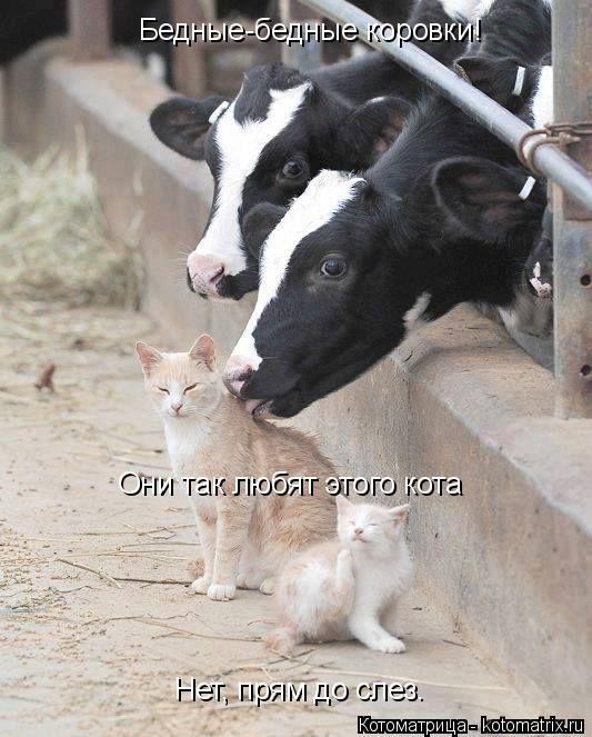 Бедные-бедные коровки! Они так любят этого кота Нет, прям до слез.... Котоматрица: Бедные-бедные коровки! Они так любят этого кота Нет, прям до слез.