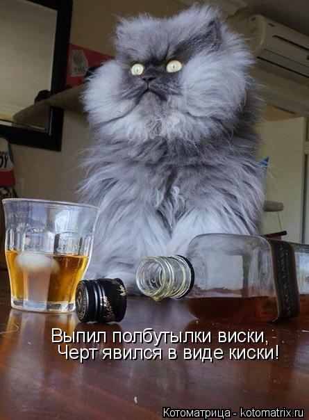 Выпил полбутылки виски, Черт явился в виде киски!... Котоматрица: Выпил полбутылки виски, Черт явился в виде киски!