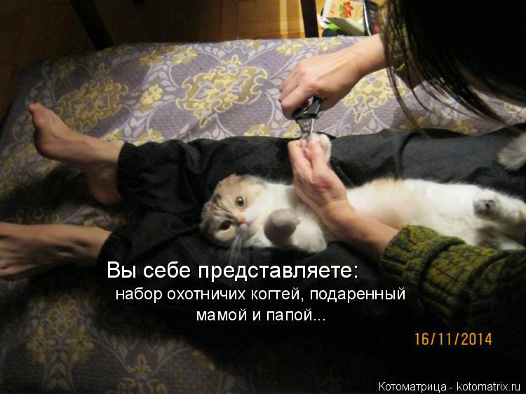 Вы себе представляете: набор охотничих когтей, подаренный мамой и папой...... Котоматрица: Вы себе представляете: набор охотничих когтей, подаренный мамой и папой...