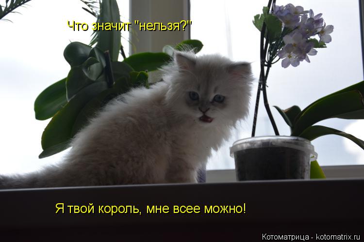 Что значит "нельзя?" Я твой король, мне всее можно!... Котоматрица: Что значит "нельзя?" Я твой король, мне всее можно!