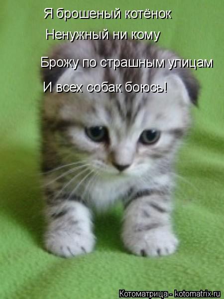 Я брошеный котёнок Ненужный ни кому Брожу по страшным улицам И всех собак боюсь!... Котоматрица: Я брошеный котёнок Ненужный ни кому Брожу по страшным улицам И всех собак боюсь!