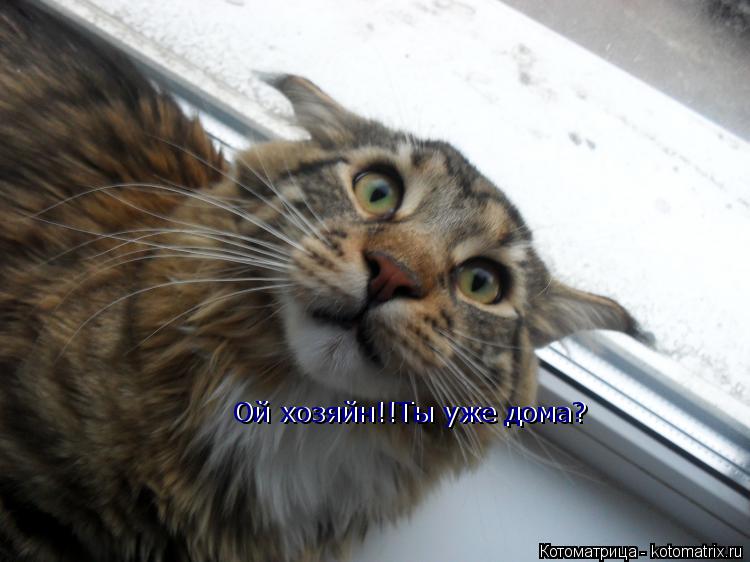 Ой хозяйн!!Ты уже дома? Ой хозяйн!!Ты уже дома?... Котоматрица: Ой хозяйн!!Ты уже дома? Ой хозяйн!!Ты уже дома?