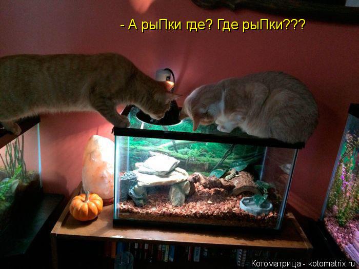 - А рыПки где? Где рыПки???... Котоматрица: - А рыПки где? Где рыПки???