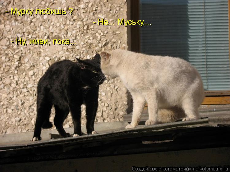 Котоматрица: - Мурку любишь ? - Не... Муську.... - Ну, живи, пока...