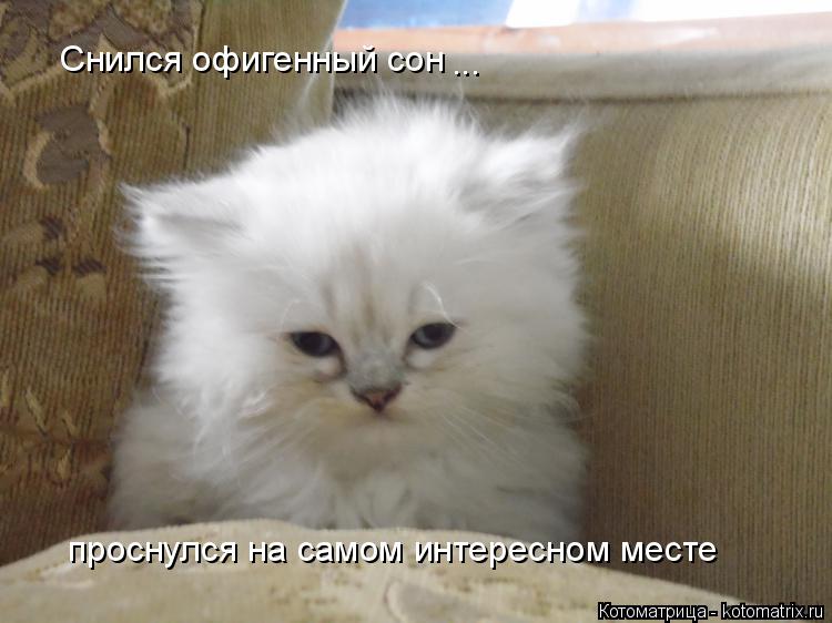 Снился офигенный сон ... проснулся на самом интересном месте... Котоматрица: Снился офигенный сон ... проснулся на самом интересном месте