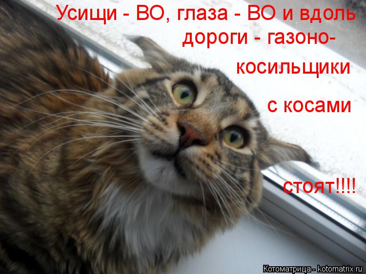 Усищи - ВО, глаза - ВО и вдоль дороги - газоно- косильщики с косами стоят!!!!... Котоматрица: Усищи - ВО, глаза - ВО и вдоль дороги - газоно- косильщики с косами стоят!!!!