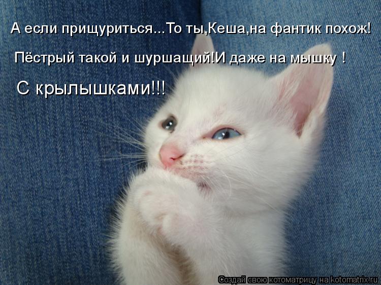 А если прищуриться...То ты,Кеша,на фантик похож! Пёстрый такой и шуршащий!И даже на мышку ! С крылышк... Котоматрица: А если прищуриться...То ты,Кеша,на фантик похож! Пёстрый такой и шуршащий!И даже на мышку ! С крылышками!!!