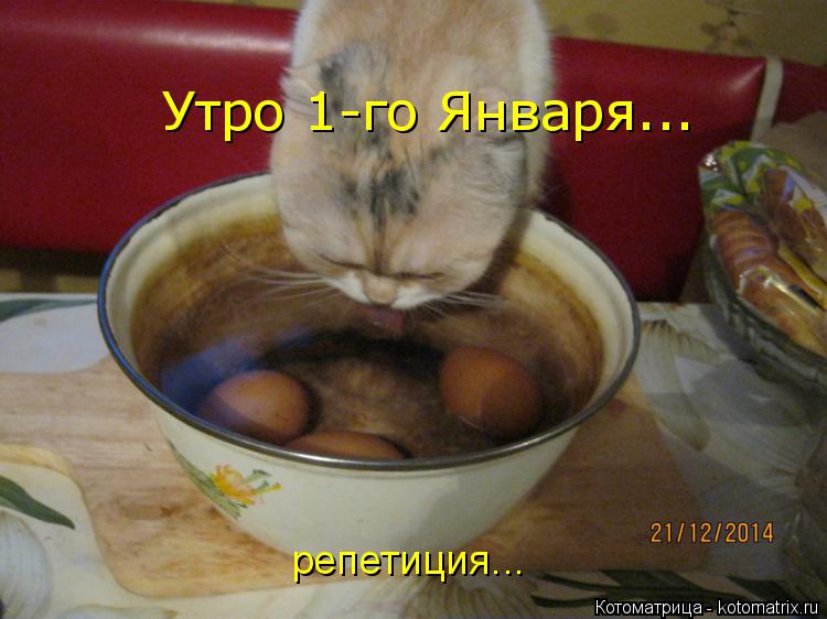Утро 1-го Января... репетиция...... Котоматрица: Утро 1-го Января... репетиция...