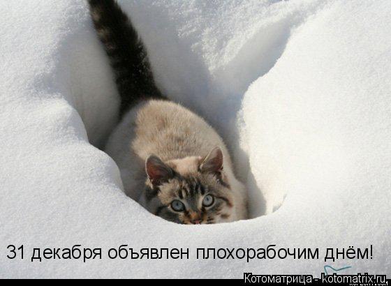 31 декабря объявлен плохорабочим днём!... Котоматрица: 31 декабря объявлен плохорабочим днём!