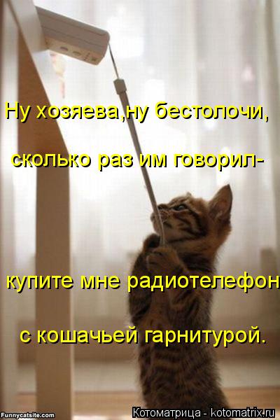 Ну хозяева,ну бестолочи, сколько раз им говорил- купите мне радиотелефон с кошачьей гарнитурой.... Котоматрица: Ну хозяева,ну бестолочи, сколько раз им говорил- купите мне радиотелефон с кошачьей гарнитурой.