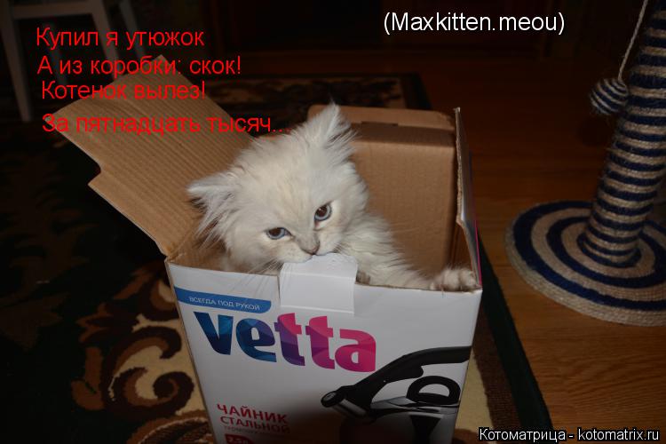Котоматрица: Купил я утюжок  А из коробки: скок! Котенок вылез! За пятнадцать тысяч... (Maxkitten.meou)