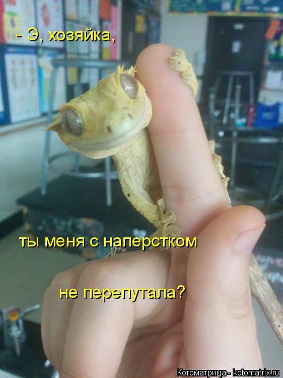 - Э, хозяйка, ты меня с наперстком не перепутала?... Котоматрица: - Э, хозяйка, ты меня с наперстком не перепутала?