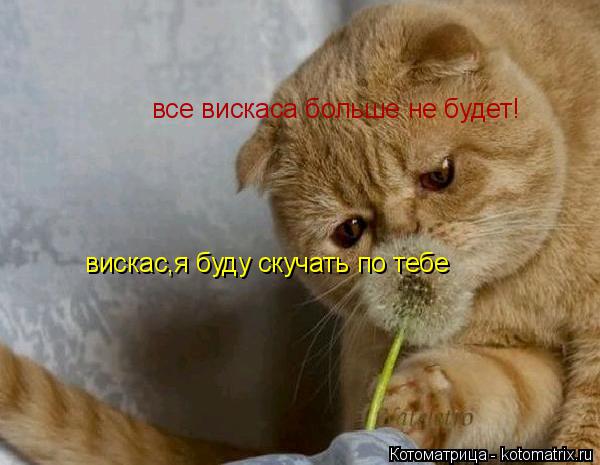 все вискаса больше не будет! вискас,я буду скучать по тебе... Котоматрица: все вискаса больше не будет! вискас,я буду скучать по тебе