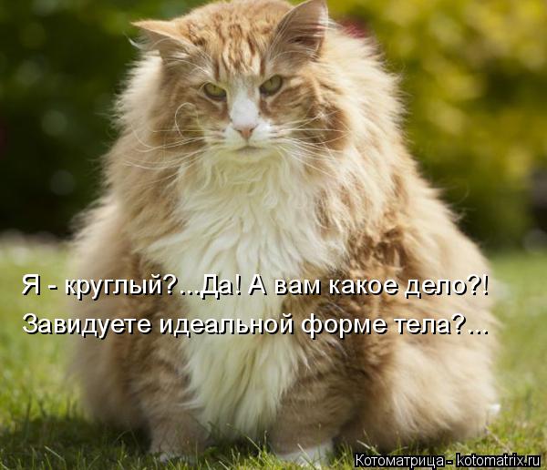 Я - круглый?...Да! А вам какое дело?! Завидуете идеальной форме тела?...... Котоматрица: Я - круглый?...Да! А вам какое дело?! Завидуете идеальной форме тела?...