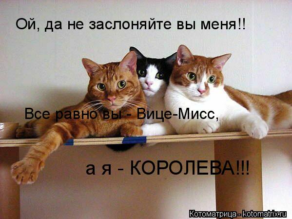 Ой, да не заслоняйте вы меня!! Все равно вы - Вице-Мисс, а я - КОРОЛЕВА!!!... Котоматрица: Ой, да не заслоняйте вы меня!! Все равно вы - Вице-Мисс, а я - КОРОЛЕВА!!!