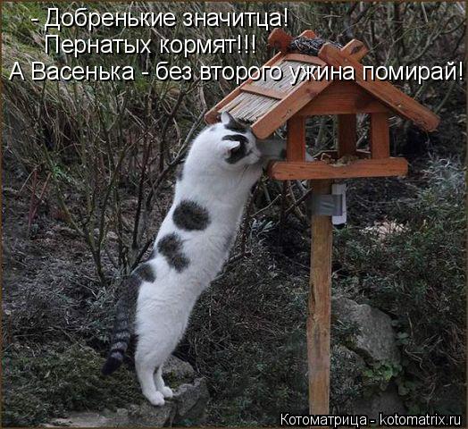 - Добренькие значитца! Пернатых кормят!!! А Васенька - без второго ужина помирай!... Котоматрица: - Добренькие значитца! Пернатых кормят!!! А Васенька - без второго ужина помирай!