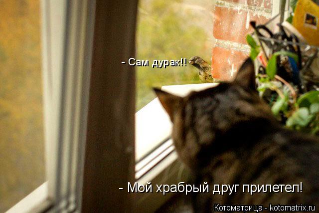 - Сам дурак!! - Мой храбрый друг прилетел!... Котоматрица: - Сам дурак!! - Мой храбрый друг прилетел!