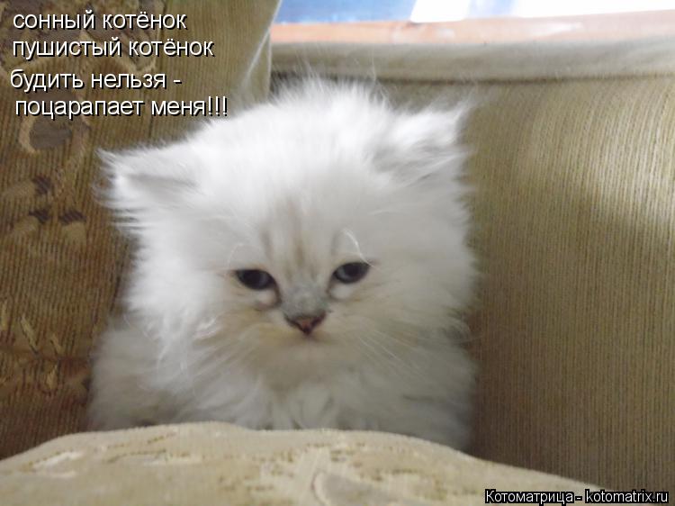 сонный котёнок пушистый котёнок будить нельзя - поцарапает меня!!!... Котоматрица: сонный котёнок пушистый котёнок будить нельзя - поцарапает меня!!!