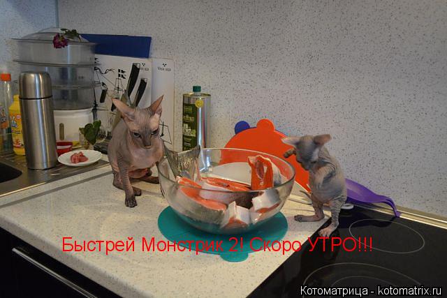 Котоматрица: Быстрей Монстрик 2! Скоро УТРО!!!