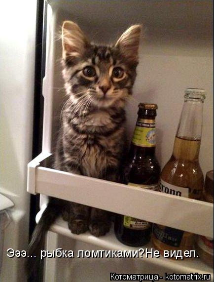 Котоматрица: Эээ... рыбка ломтиками?Не видел.