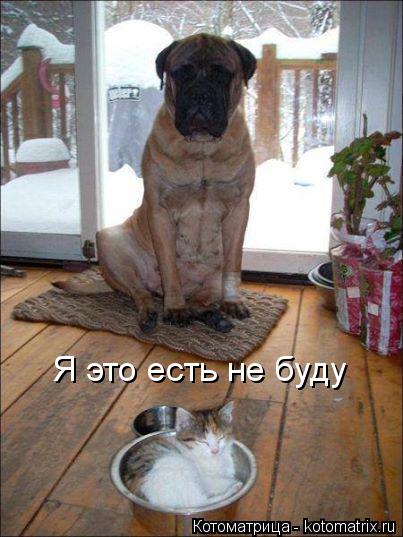 Я это есть не буду... Котоматрица: Я это есть не буду