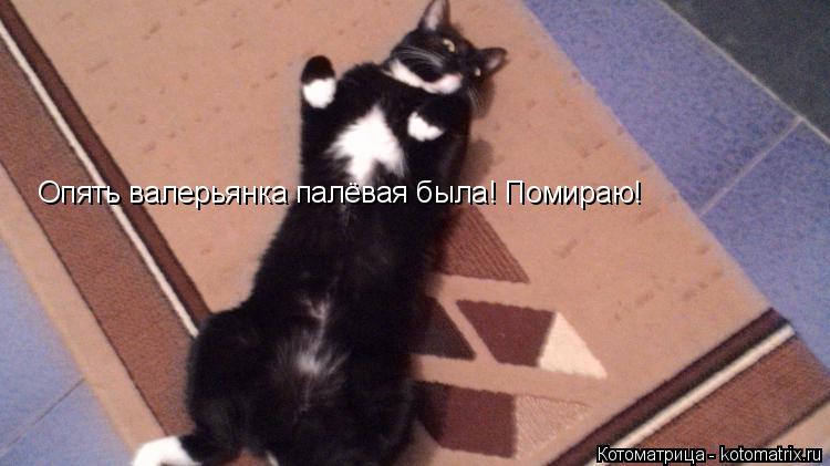 Опять валерьянка палёвая была! Помираю!... Котоматрица: Опять валерьянка палёвая была! Помираю!