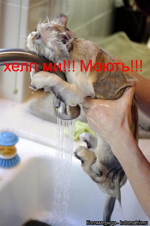 Котоматрица: хелп ми!!! Моють!!!