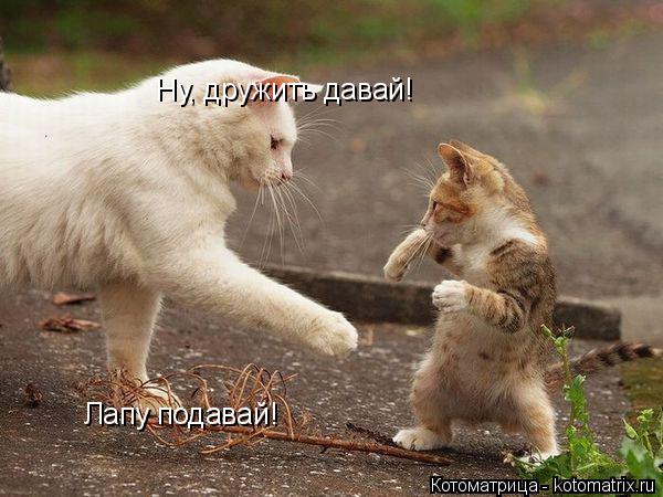 Ну, дружить давай! Лапу подавай!... Котоматрица: Ну, дружить давай! Лапу подавай!