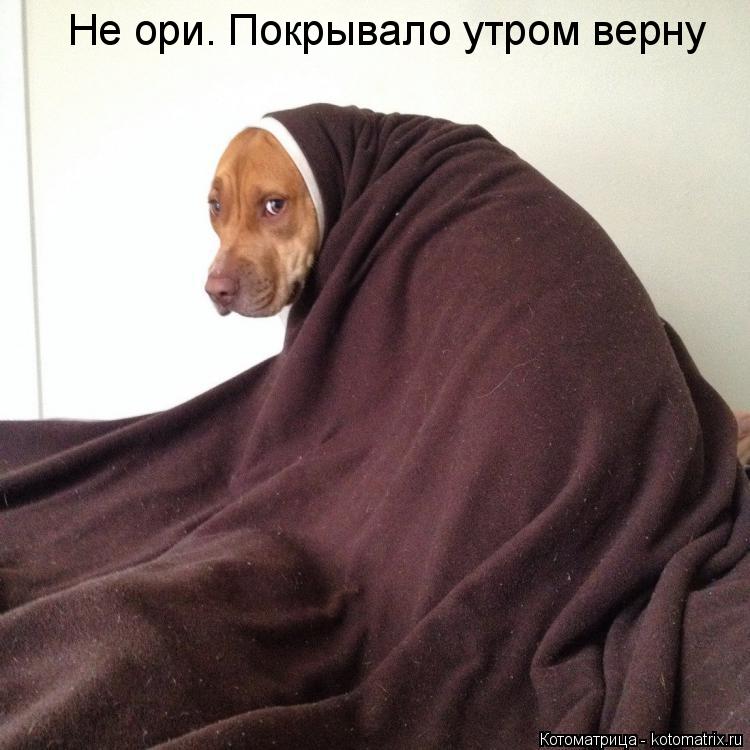 Котоматрица: Не ори. Покрывало утром верну