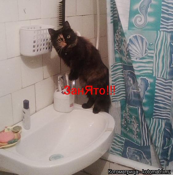Котоматрица: ЗанЯто!!!