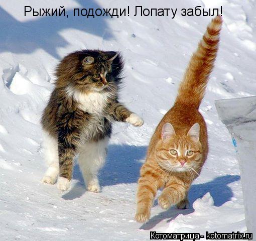 Рыжий, подожди! Лопату забыл!... Котоматрица: Рыжий, подожди! Лопату забыл!