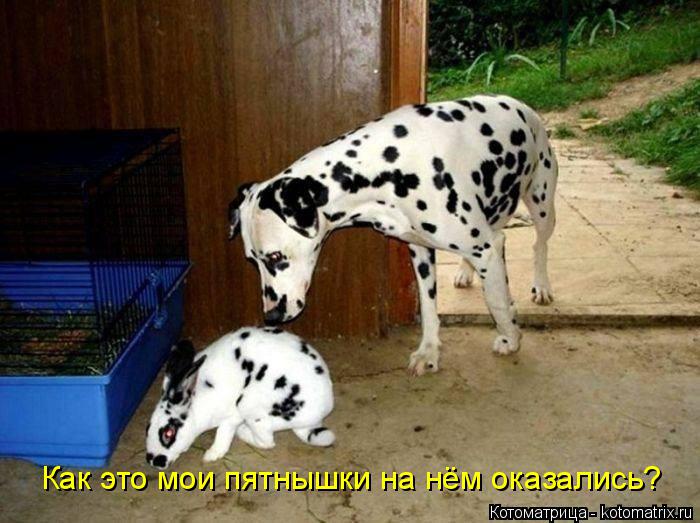 Котоматрица: Как это мои пятнышки на нём оказались?