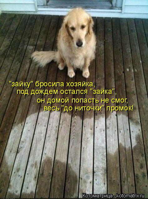 "зайку" бросила хозяйка, под дождем остался "зайка", он домой попасть не смог, весь "до ниточки" про... Котоматрица: "зайку" бросила хозяйка, под дождем остался "зайка", он домой попасть не смог, весь "до ниточки" промок!