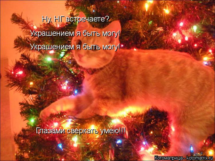 Ну, НГ встречаете? Украшением я быть могу! Украшением я быть могу! Глазами сверкать умею!!!... Котоматрица: Ну, НГ встречаете? Украшением я быть могу! Украшением я быть могу! Глазами сверкать умею!!!