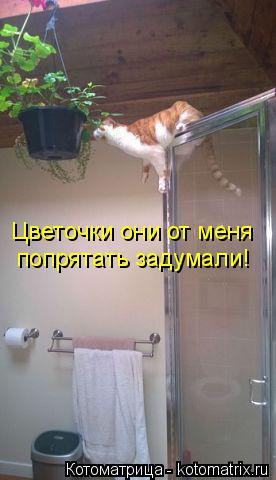 Цветочки они от меня попрятать задумали!... Котоматрица: Цветочки они от меня попрятать задумали!