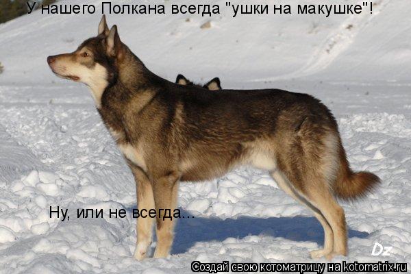 У нашего Полкана всегда "ушки на макушке"! Ну, или не всегда...... Котоматрица: У нашего Полкана всегда "ушки на макушке"! Ну, или не всегда...