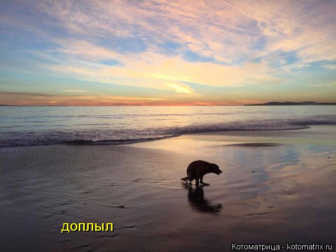 доплыл... Котоматрица: доплыл