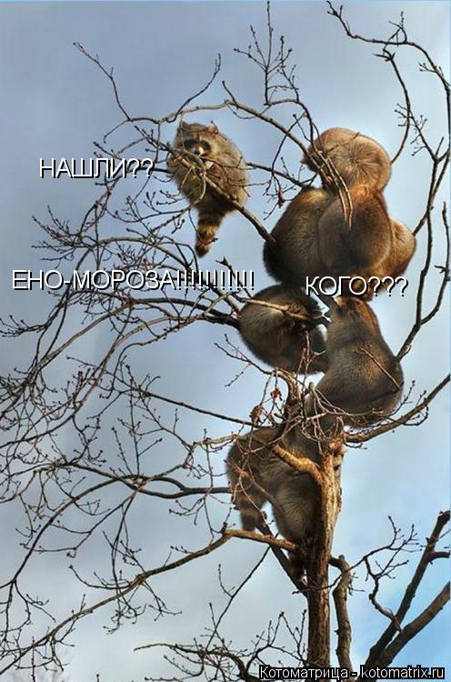 НАШЛИ?? КОГО??? ЕНО-МОРОЗА!!!!!!!!!!!... Котоматрица: НАШЛИ?? КОГО??? ЕНО-МОРОЗА!!!!!!!!!!!