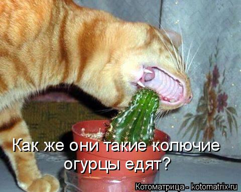 Котоматрица: Как же они такие колючие  огурцы едят?